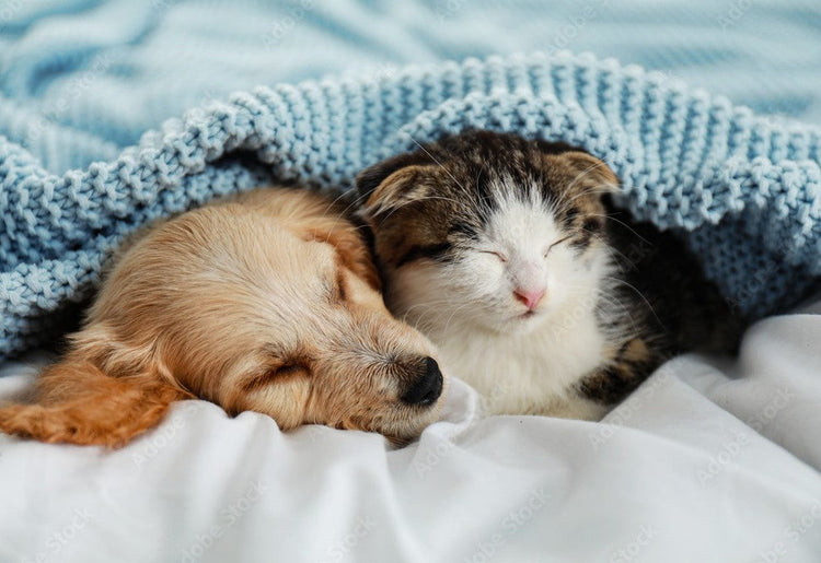 "A cozy indoor scene featuring a plush, round orthopedic pet bed in a neutral grey tone. A small dog and a cat are curled up together on a soft fleece blanket near a sunlit window, emphasizing a sense of warmth, safety, and deep comfort."