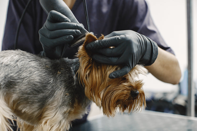 "A close-up image showing a variety of pet care tools including a professional de-shedding brush, stainless steel nail clippers, and a soft silicone bath scrubber. The scene is clean and clinical, featuring a happy, well-groomed dog with shiny fur."