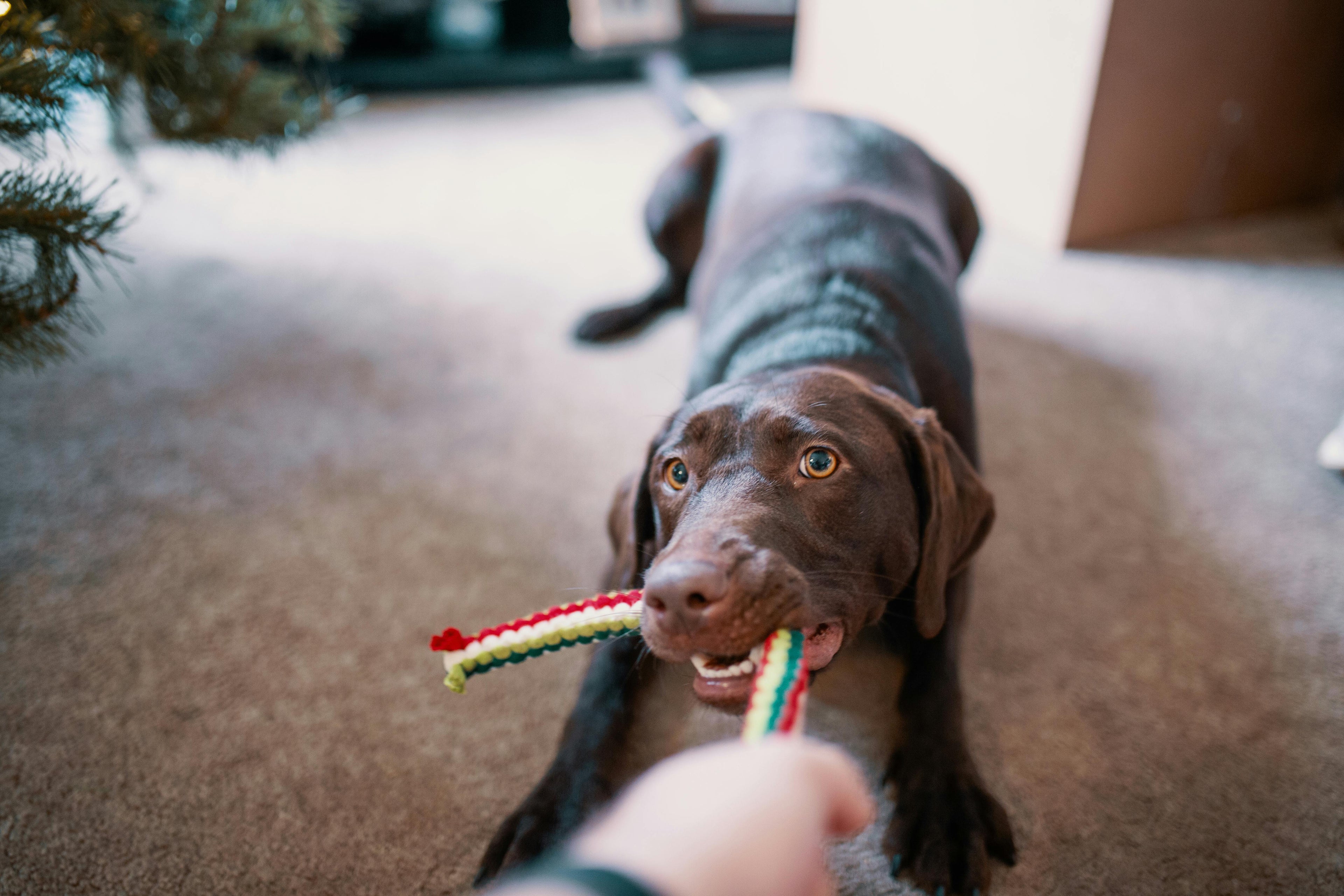 "An action shot of a playful dog jumping for a durable chew toy and a curious cat interacting with an automated laser toy. The background is bright and energetic, showcasing various colorful balls, plushies, and interactive puzzles for pets."