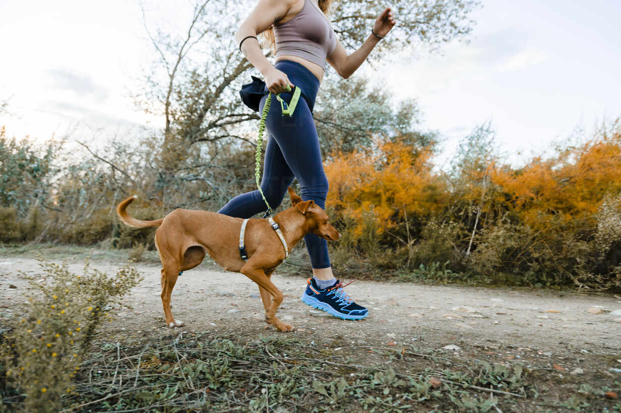 An outdoor adventure scene featuring a dog wearing a bright reflective harness dog and cat inside a transparent bubble backpack. In the background, there is a car equipped with a waterproof.